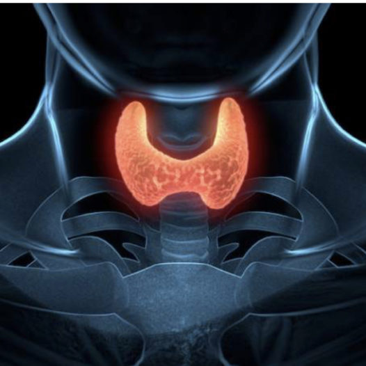 Importance of Thyroid Disease Awareness